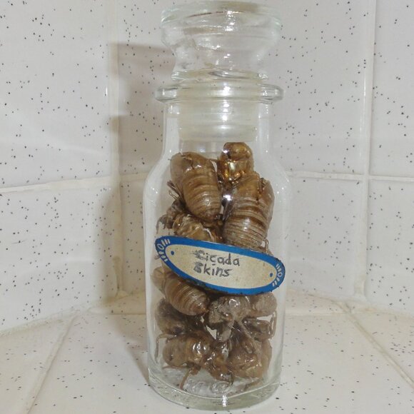 Antique Apothecary Jar of Cicada Skins oddity curiosity goth witchy insect molt - Picture 1 of 14